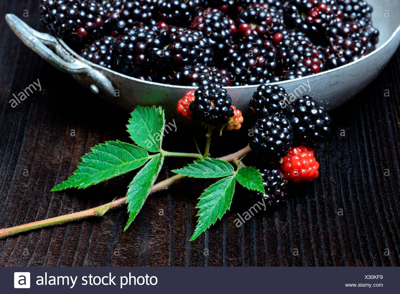Brombeeren In Schale Unreif Reif Rubus Fruticosus Stock Photo