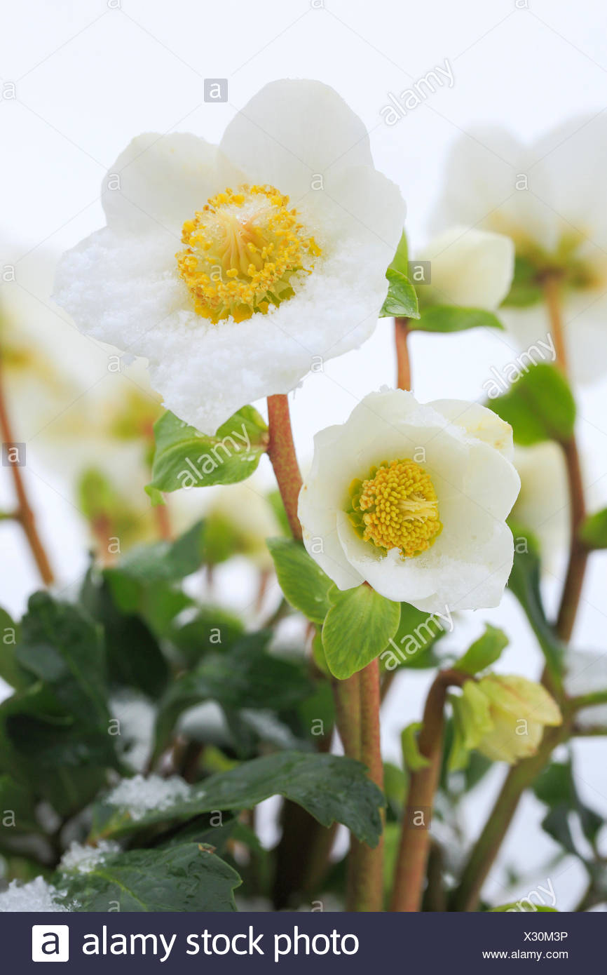 Winter Macro Photography Roses — free download