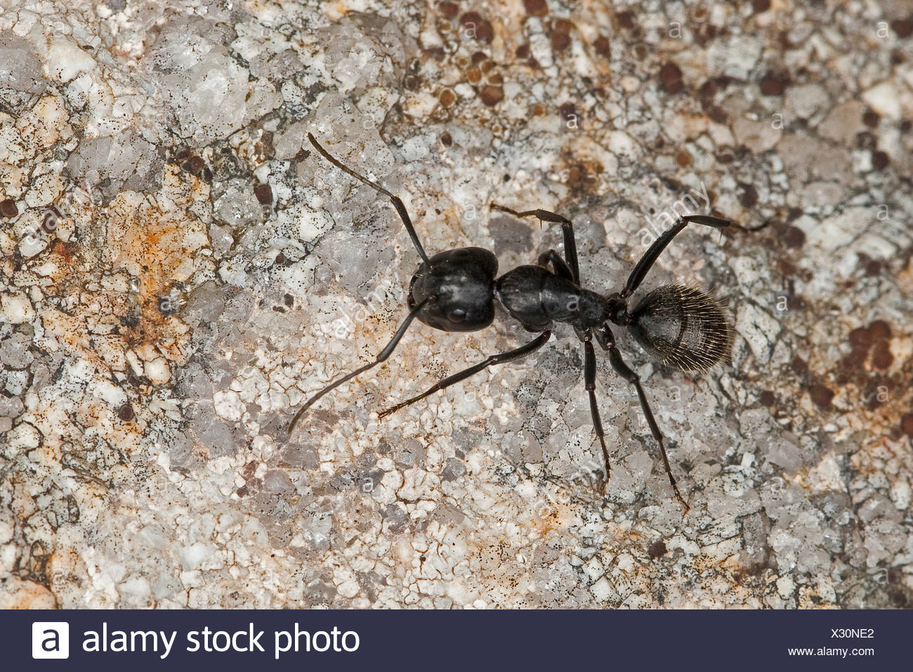 Oak Ants High Resolution Stock Photography and Images Alamy