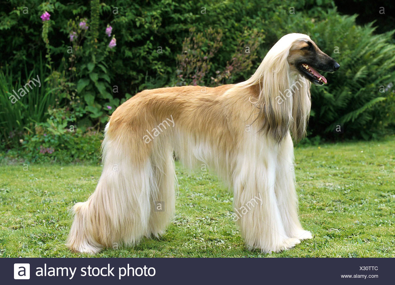 Afghan greyhound Stock Photo 277229356 Alamy