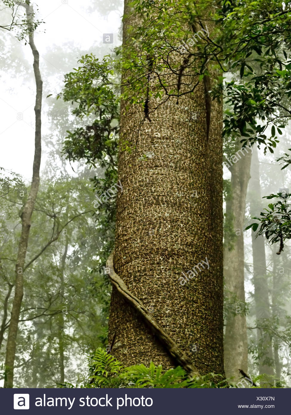 Australian Pine Tree Stock Photos & Australian Pine Tree Stock Images