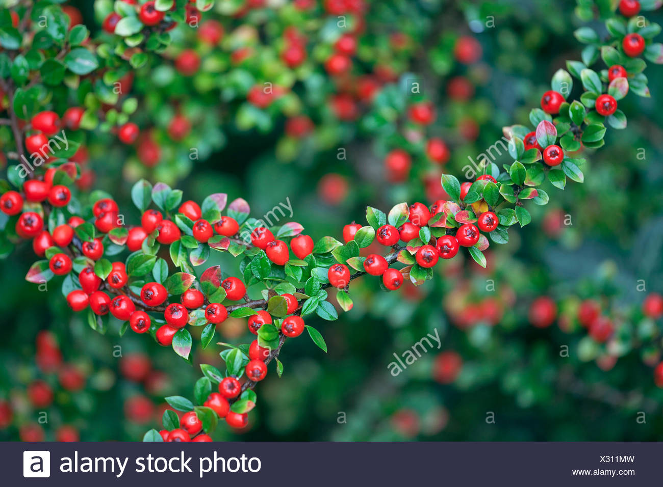 Cotoneaster Cotoneaster X Suecicus Coral Beauty Front View Of Twig Closely Packed With Lots Of Small Green Leaves And Red Berries Rest Of Shrub Behind In Soft Focus Stock Photo Alamy