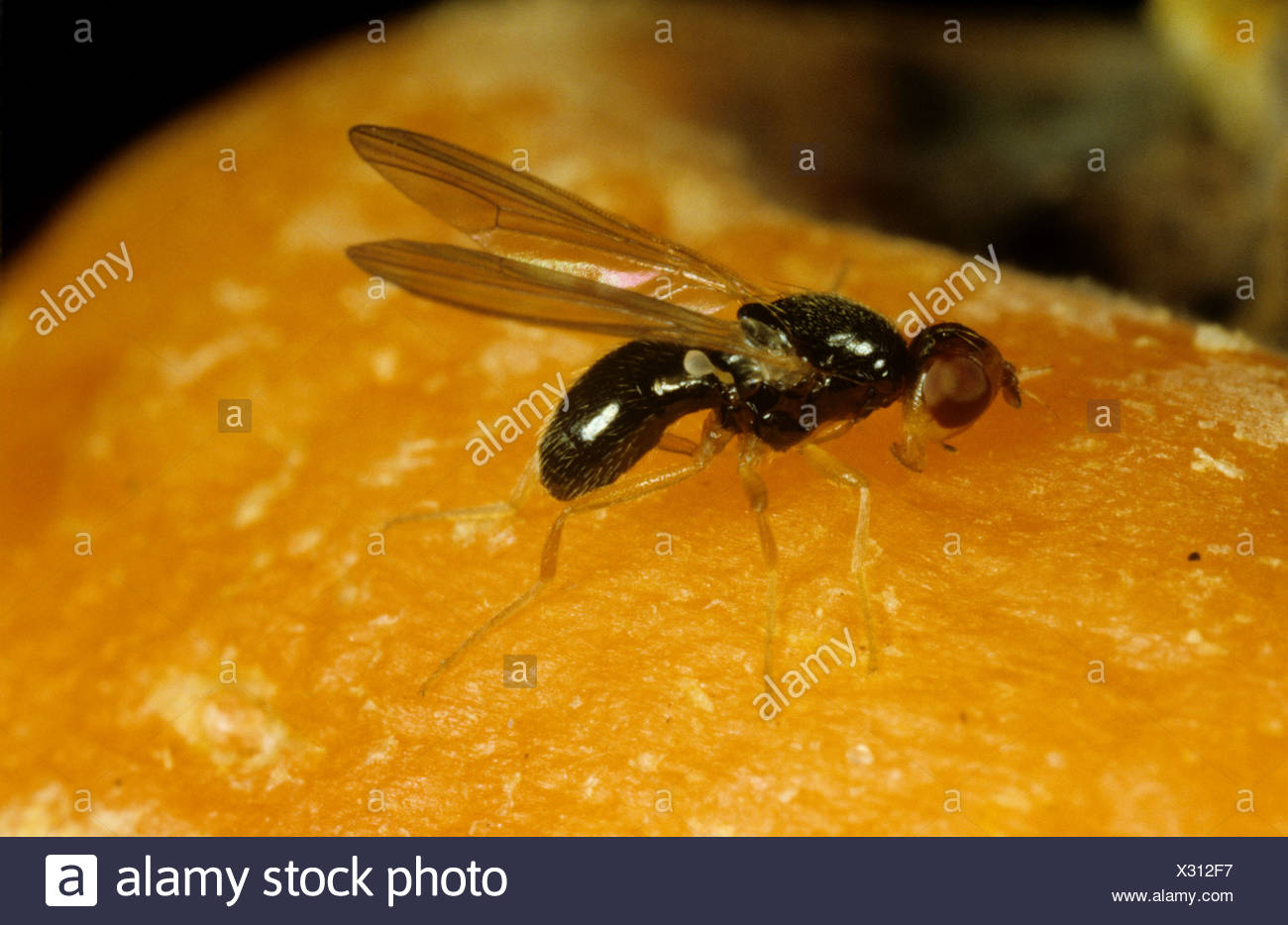 Carrot Root Fly High Resolution Stock Photography and Images Alamy