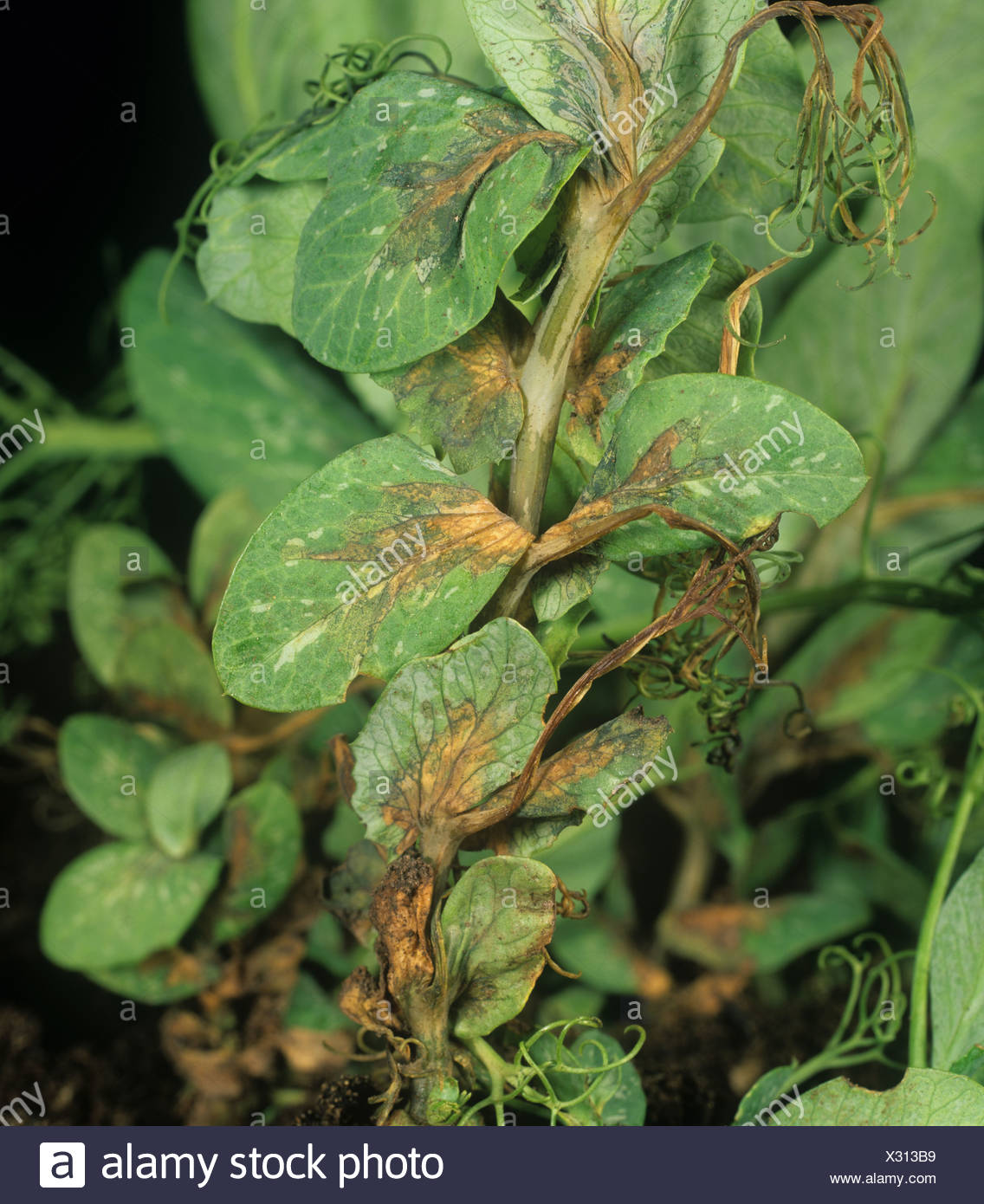 Pseudomonas Syringae High Resolution Stock Photography and Images - Alamy