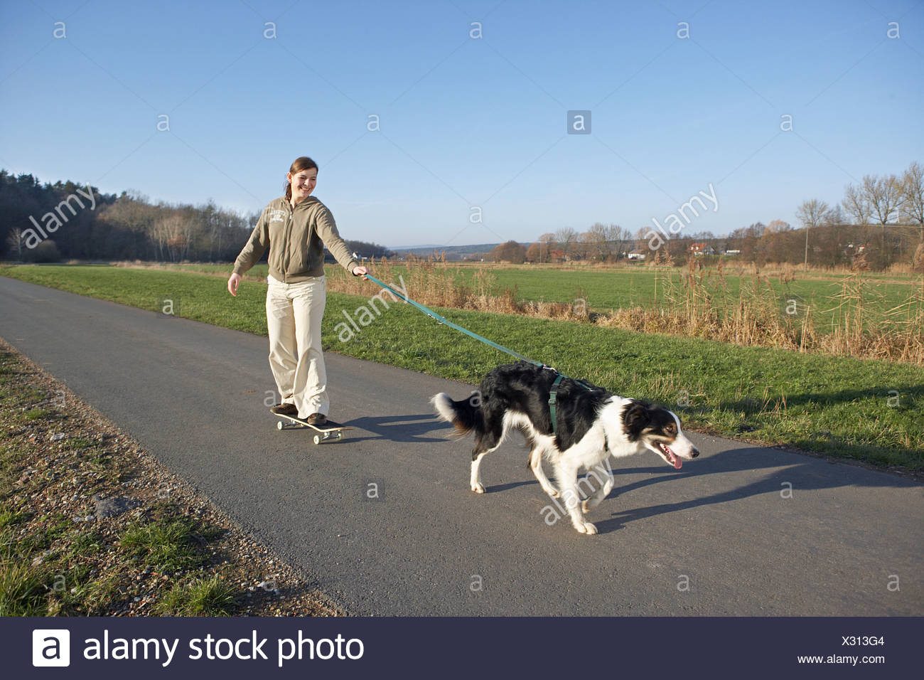 border collie pulling on lead