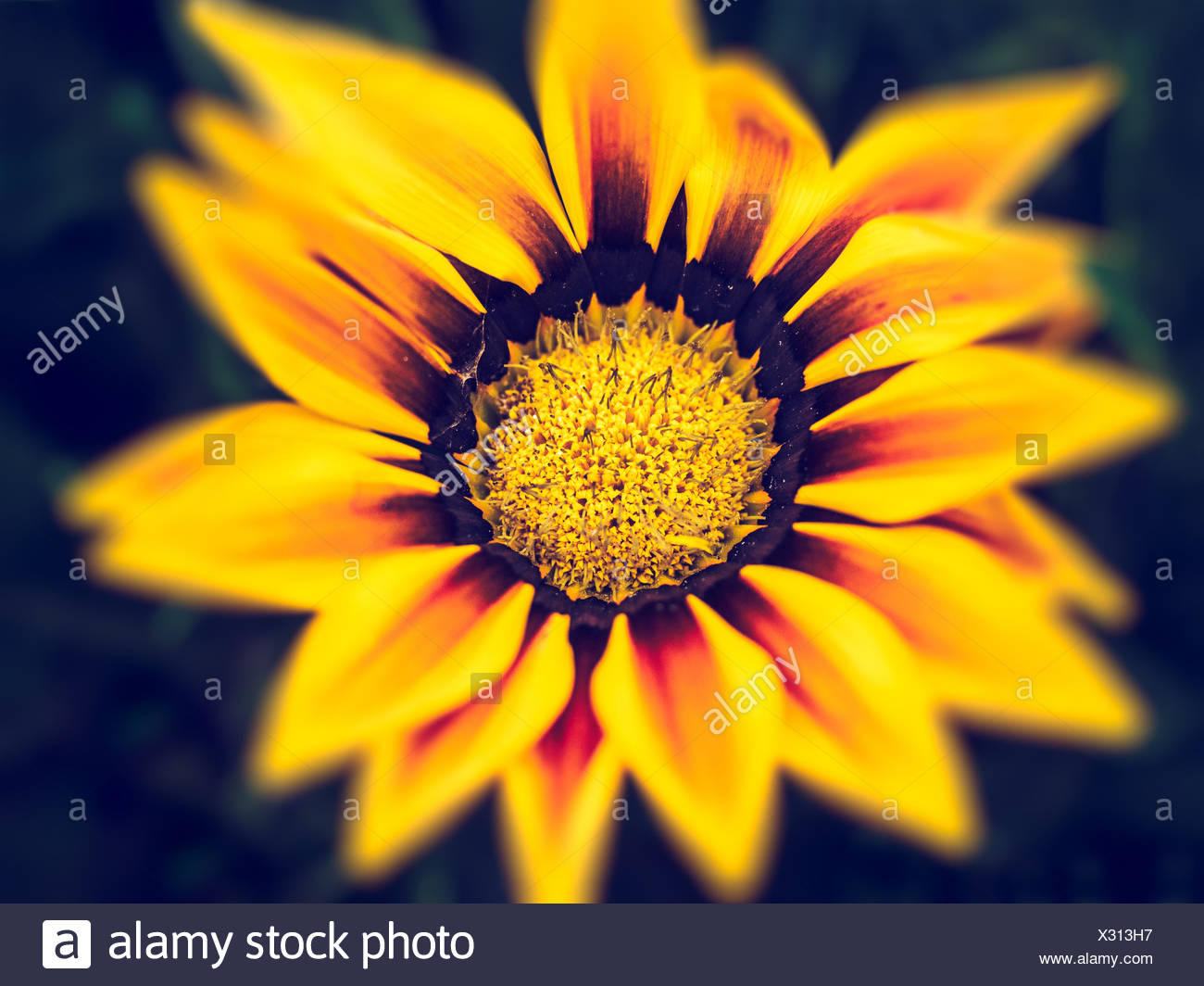 Hawaiian Tropic Sun High Resolution Stock Photography and Images - Alamy