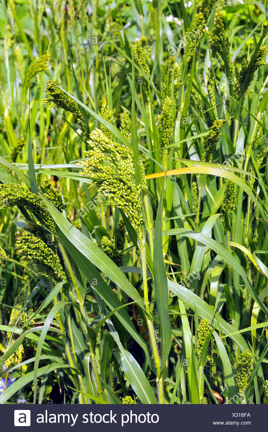 Proso Millet Stock Photos & Proso Millet Stock Images Alamy