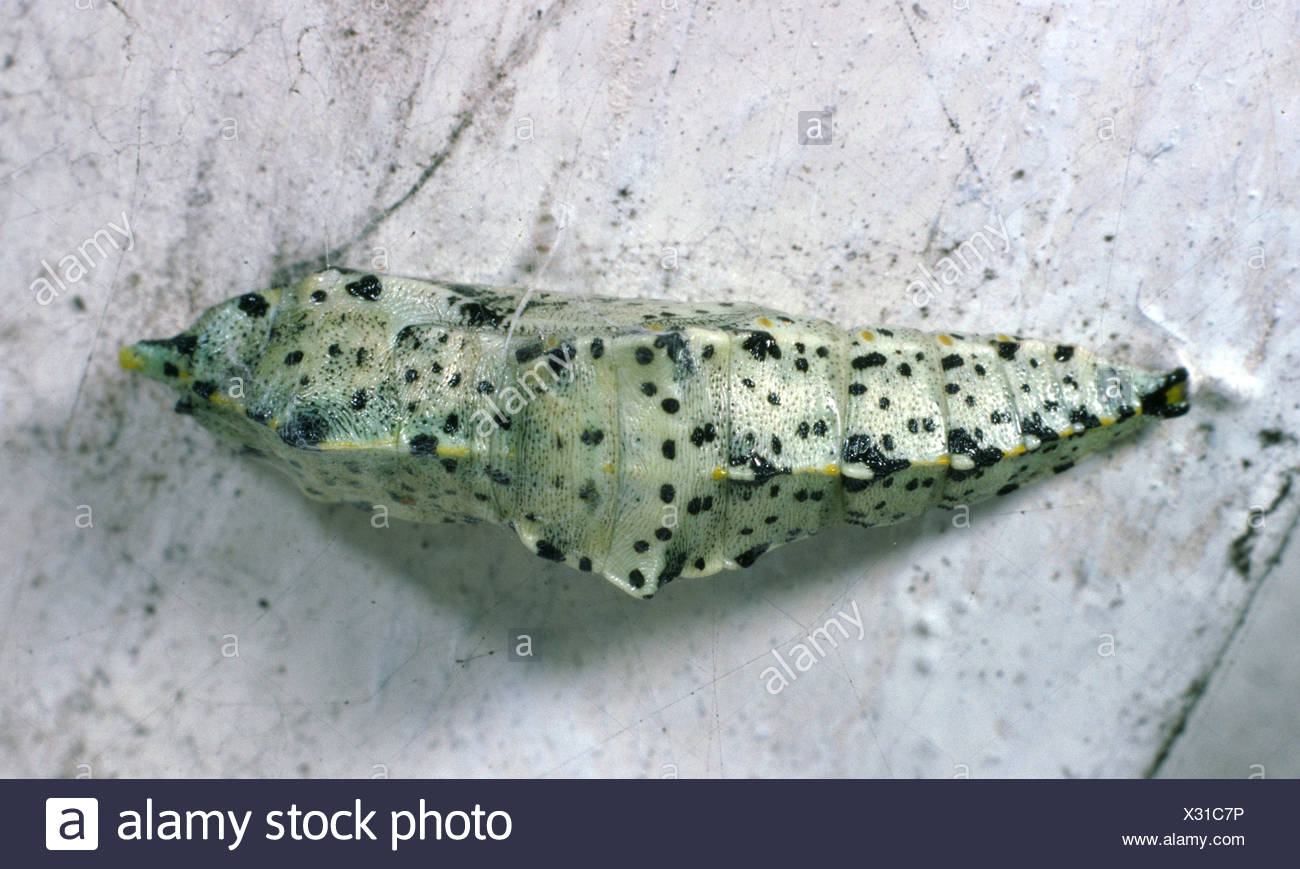 Close Up Of A Large White Butterfly Pupa Pieris Brassicae