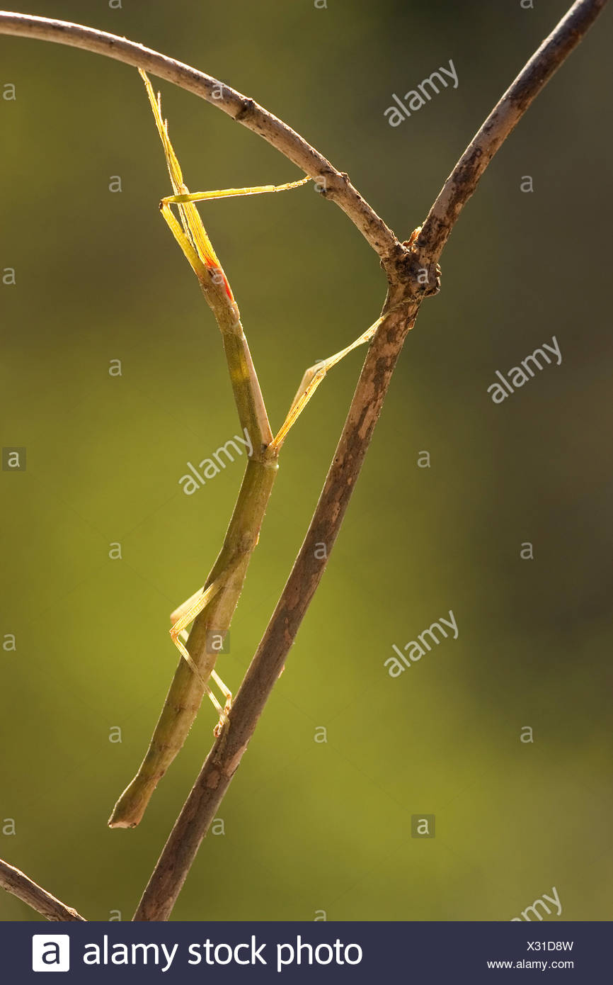 Laboratory Stick Insect High Resolution Stock Photography and Images