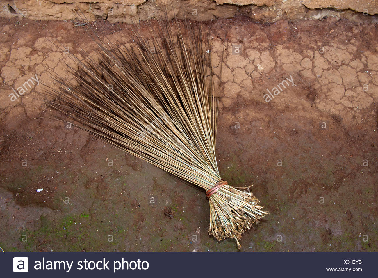 Broom Palm High Resolution Stock Photography and Images - Alamy