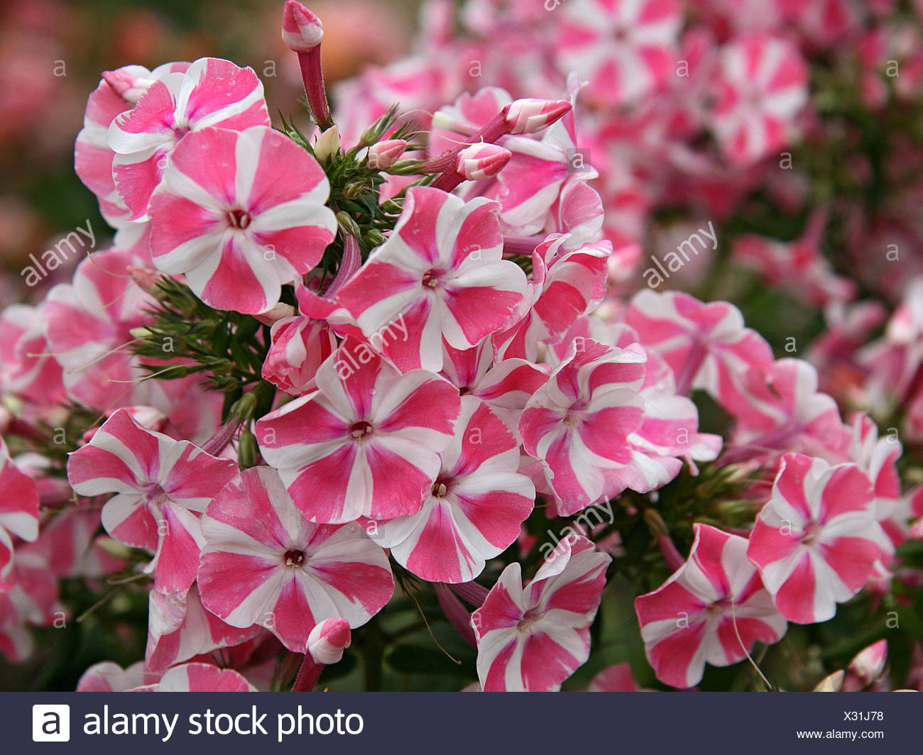 Phlox paniculata Hohe Flammenblume Peppermint Twist