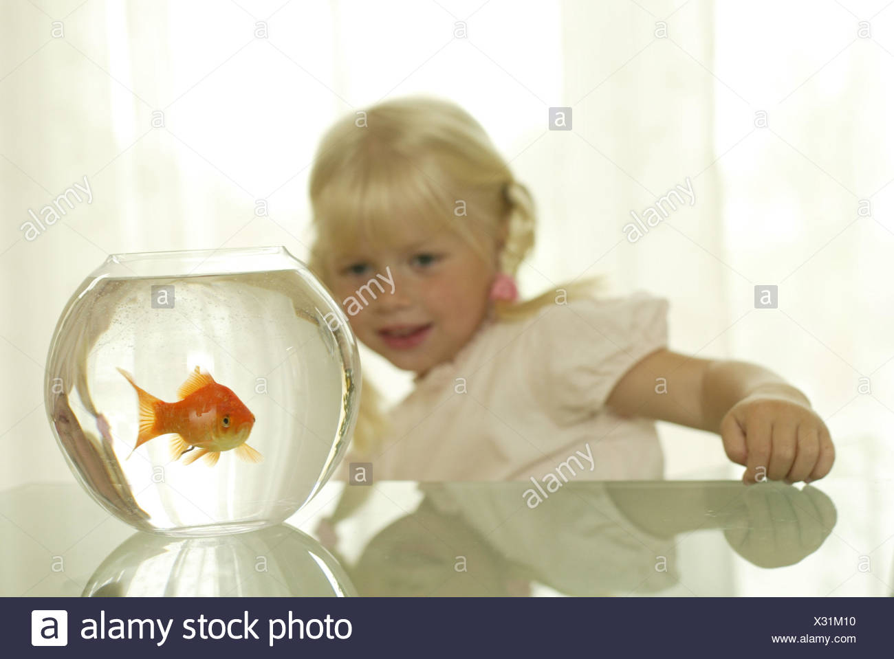 Goldfish Glass Goldfish Carassius Auratus Auratus Background