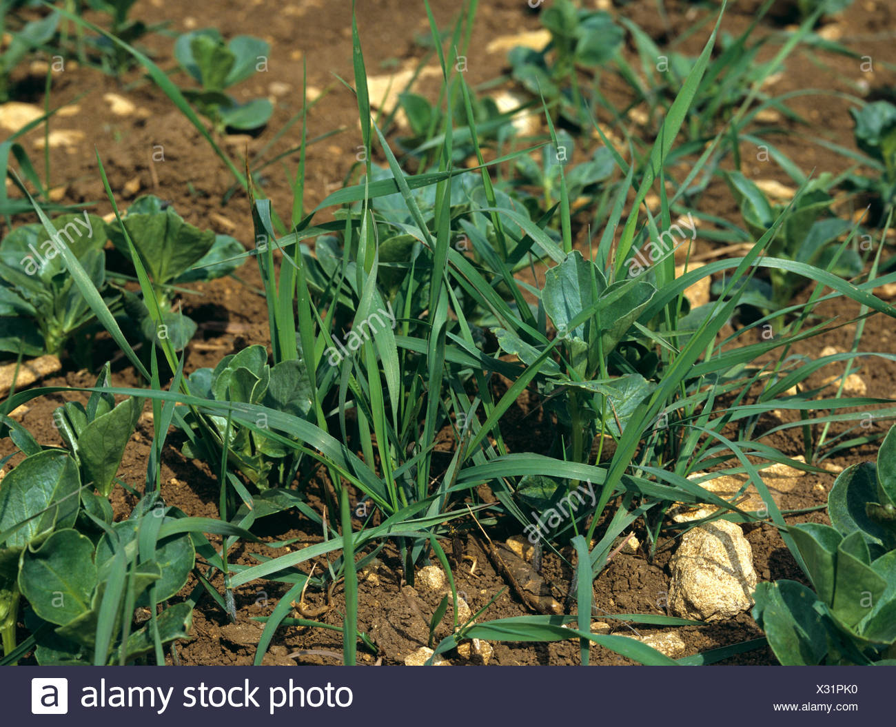 Couch Agropyron Repens Grass Weed In Young Crop Of Field Beans
