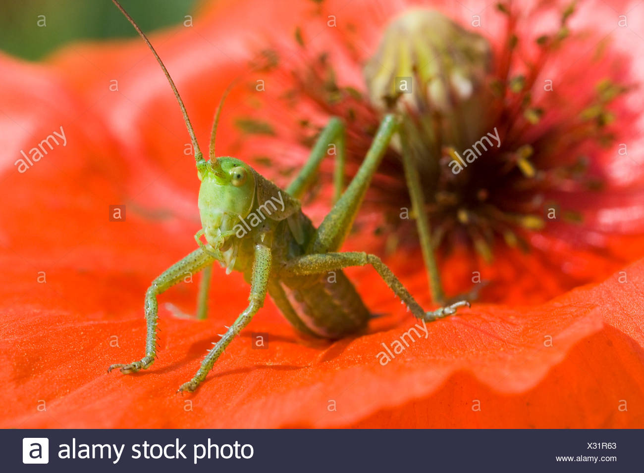 Jumping Insects Stock Photos & Jumping Insects Stock Images - Alamy