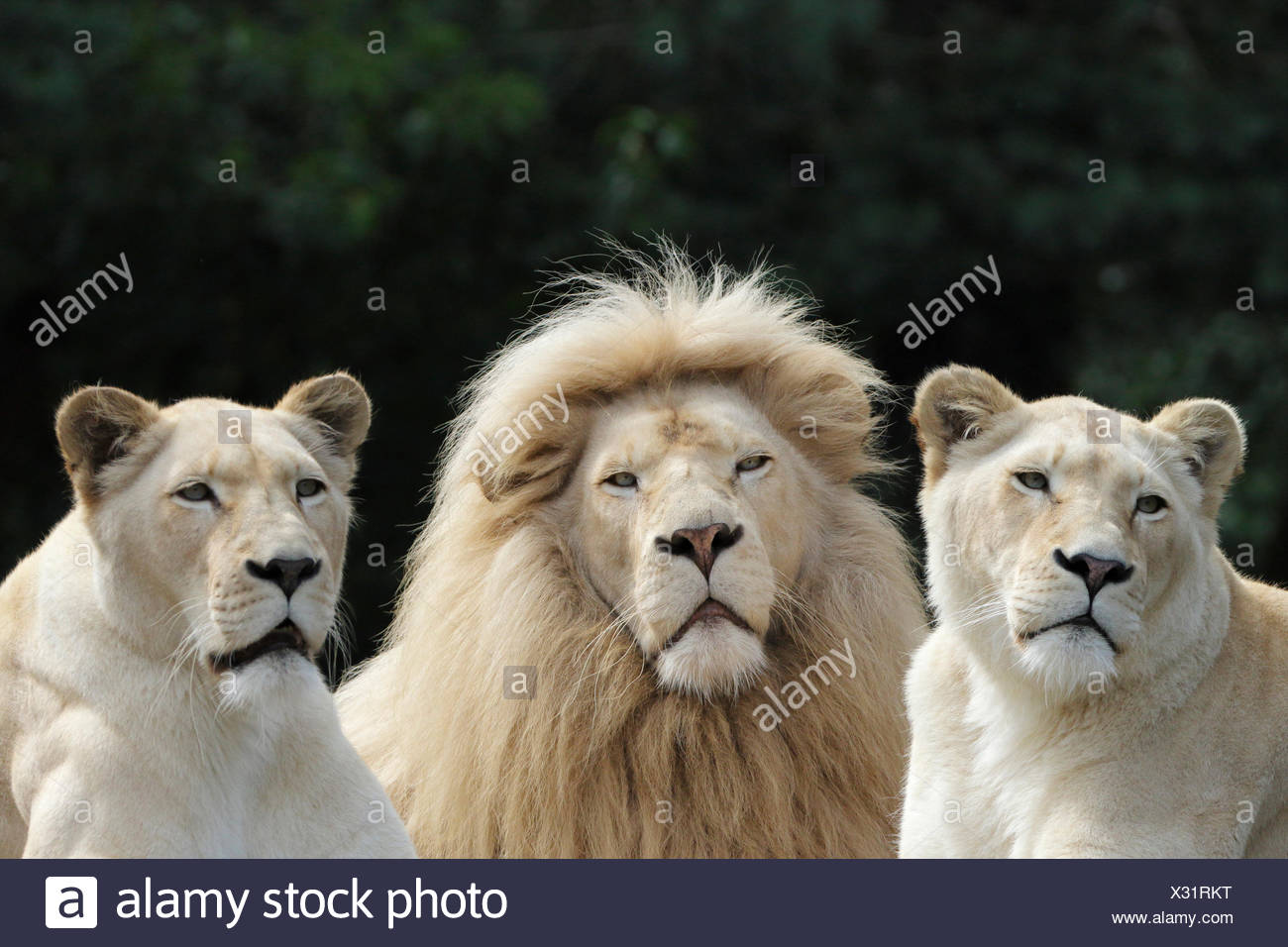 White Lion Male High Resolution Stock Photography and Images - Alamy