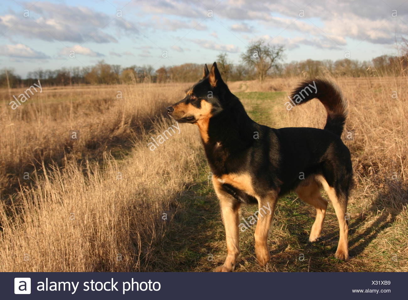 Schferhund Husky Mix High Resolution Stock Photography And Images Alamy