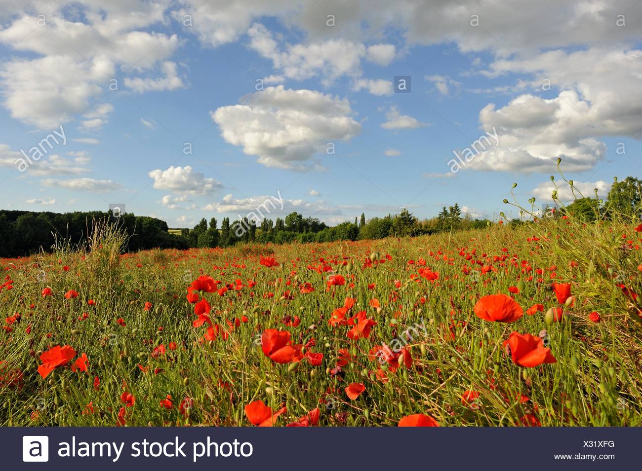 Champ De Coquelicots Departement Eure Et Loir Region Centre France Europe Poppies In A Field Eure Et Loir Department Region Stock Photo Alamy Champ De Coquelicots Departement Eure Et Loir Region Centre France Europe Poppies In A Field Eure Et Loir Department Region Stock Photo Alamy