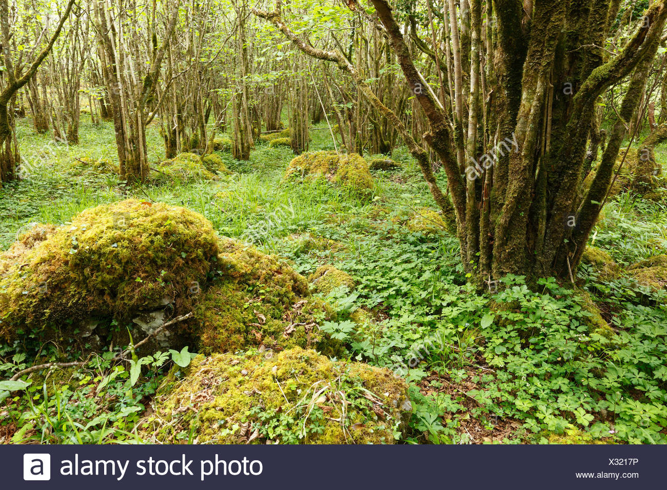 Hazel Wood Stock Photos & Hazel Wood Stock Images Alamy