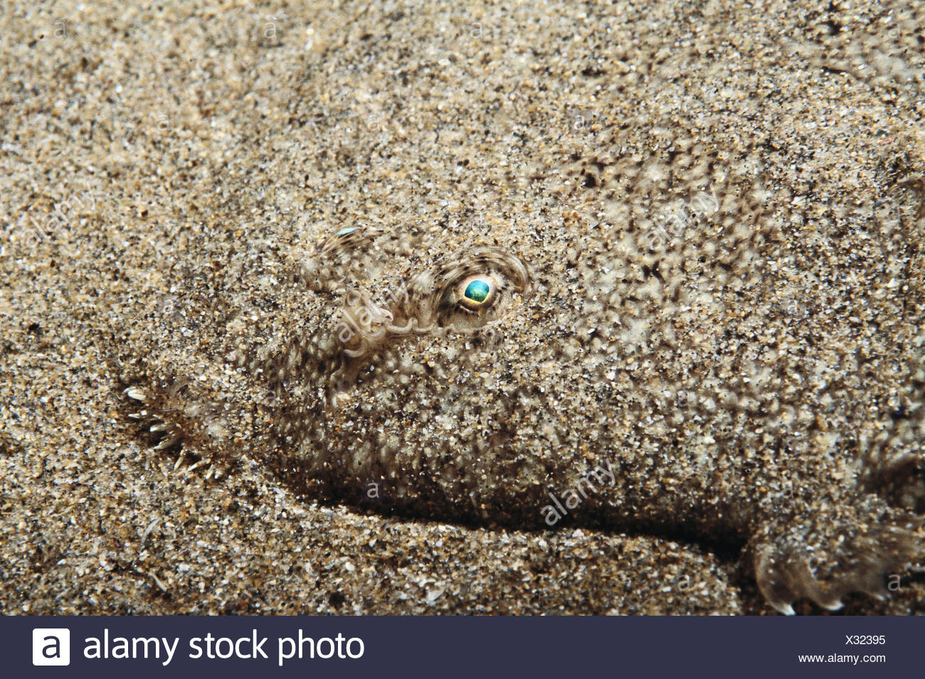 Senegalese Sole Stock Photos & Senegalese Sole Stock Images - Alamy