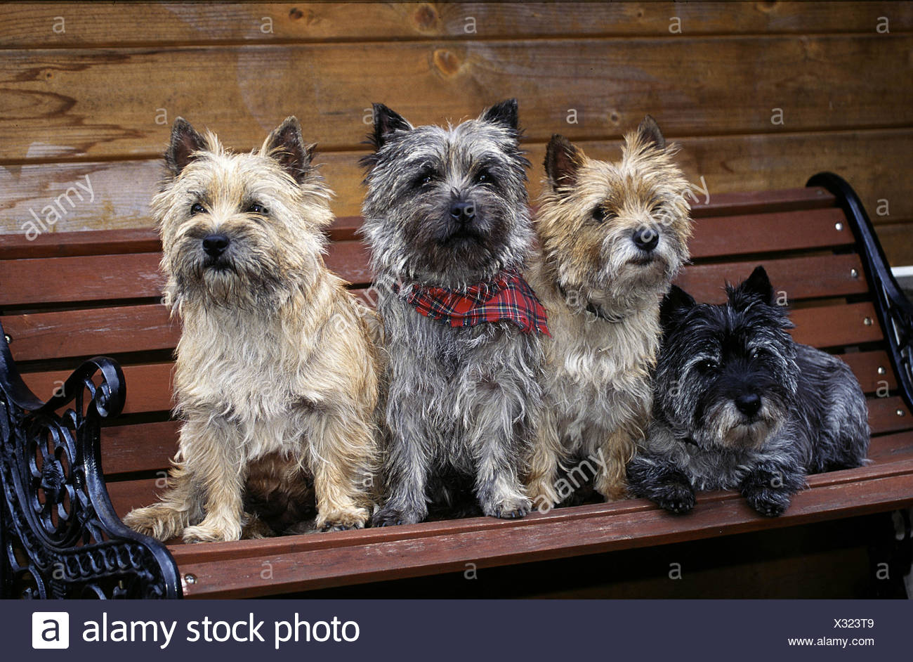 red cairn terrier