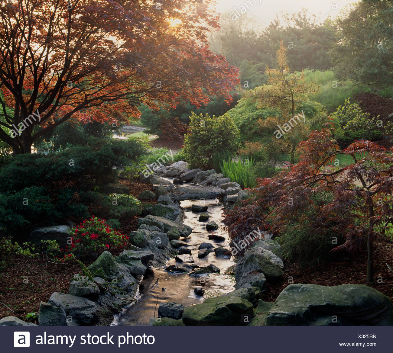 Japanese Garden With Japanese Maple Dragon Eye Pine Blue Pfitzer