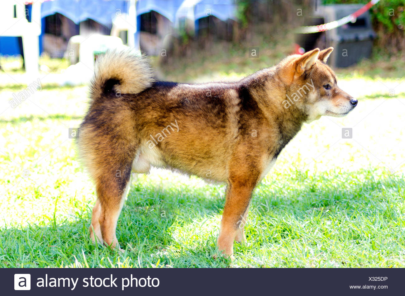 sesame akita inu