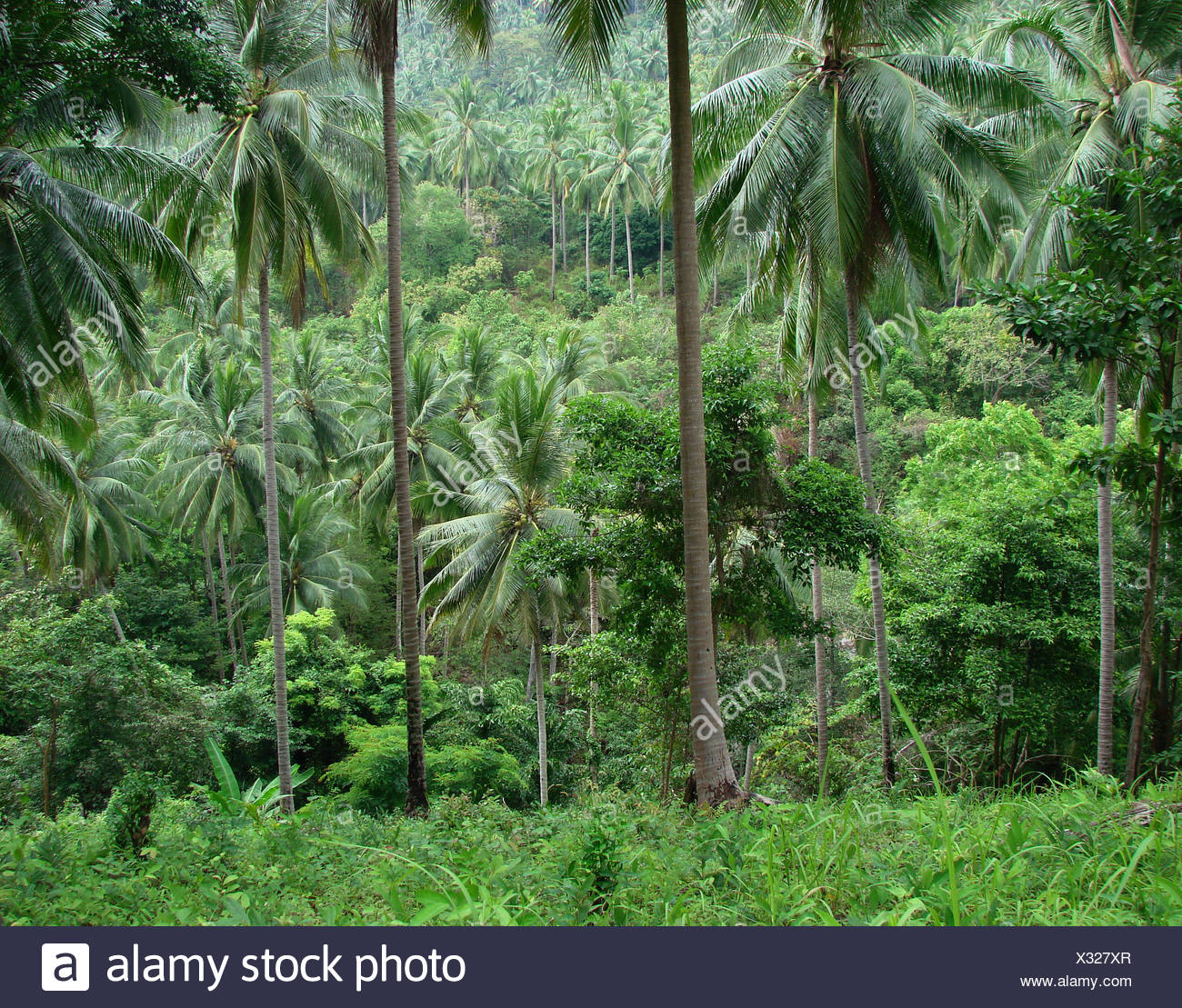 Virgin Forest High Resolution Stock Photography and Images - Alamy