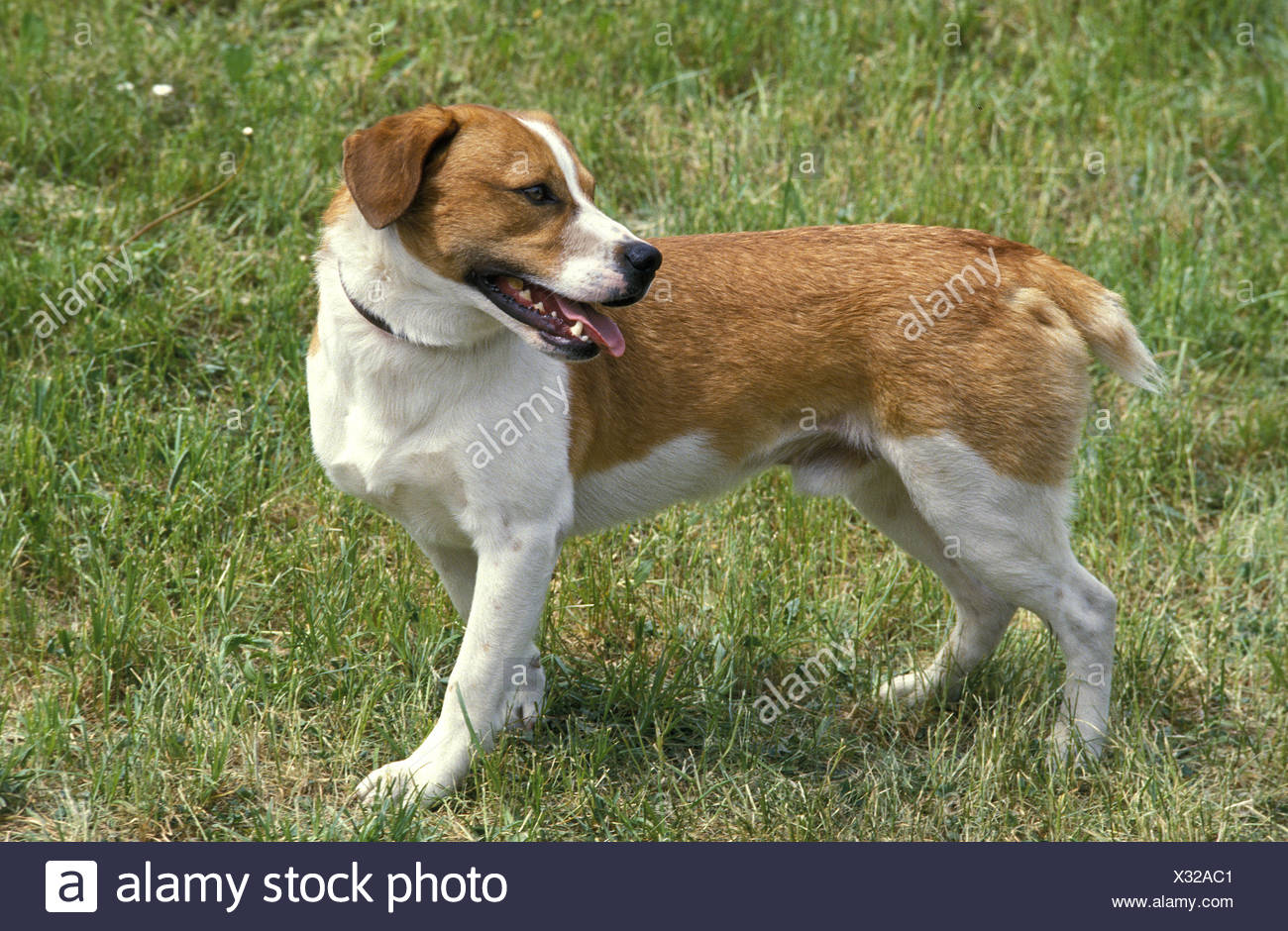 smaland hound for sale