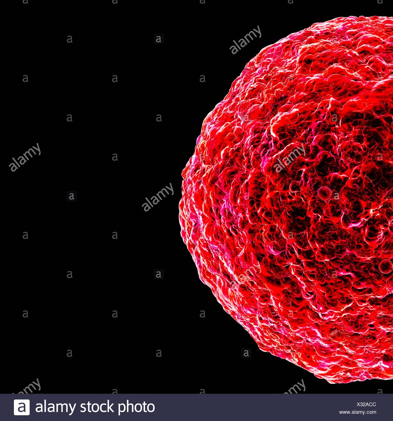 human t cell lymphotropic virus