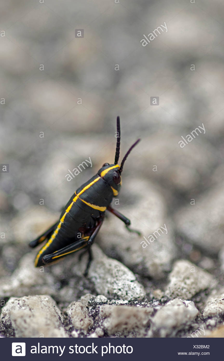 Field Grasshoppers Meadow Grasshoppers Chorthippus Spec Black