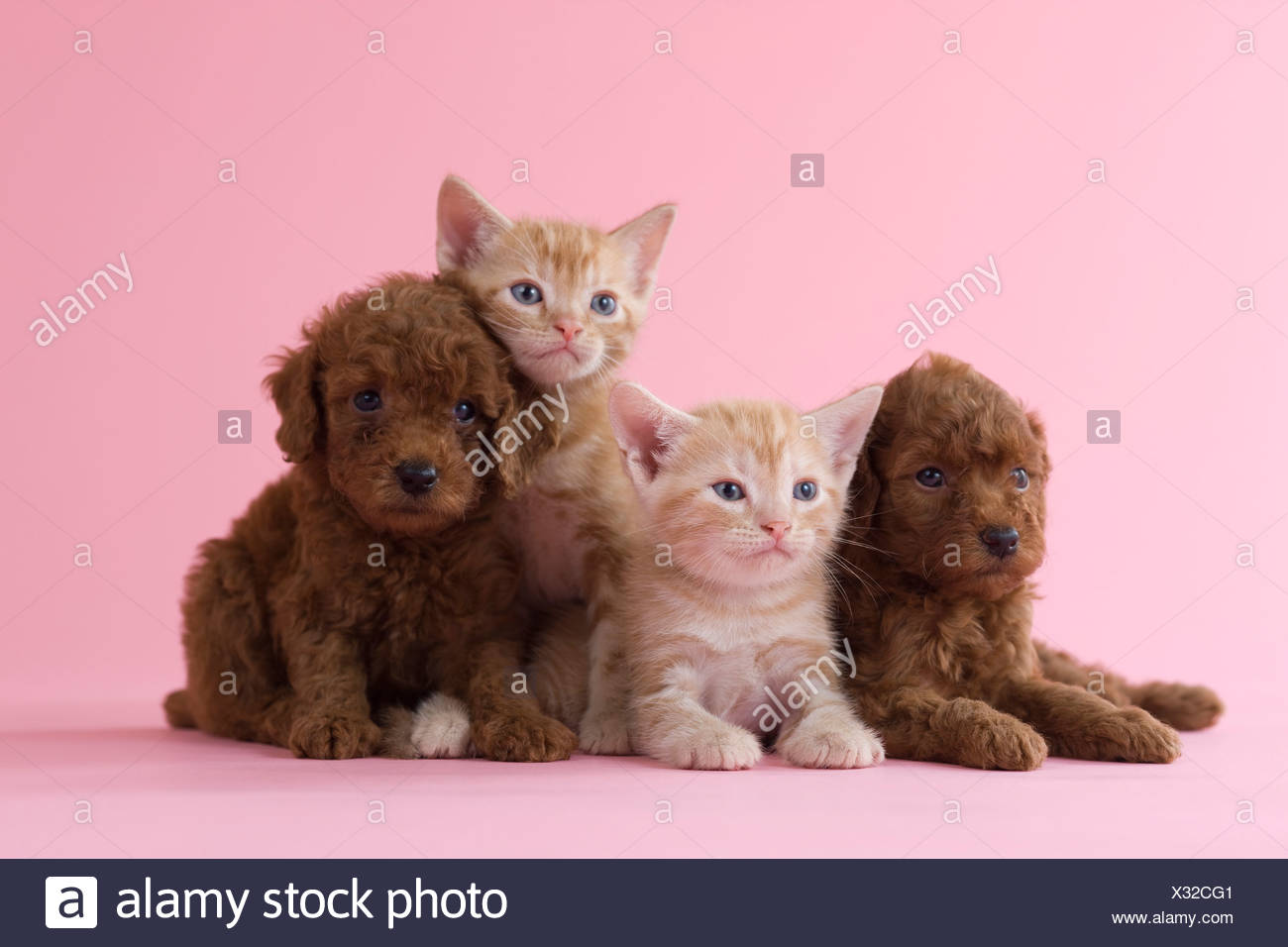 Two American Shorthair Kittens And Two Toy Poodle Puppies Stock