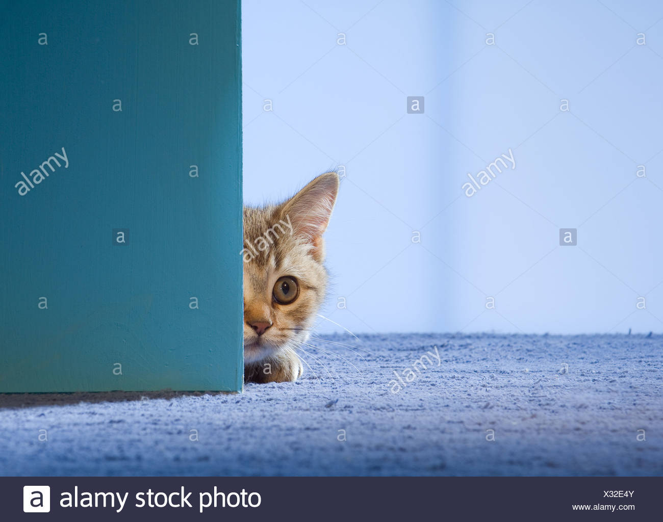 British Shorthair Cat Kitten Lying Behind Door Stock Photo