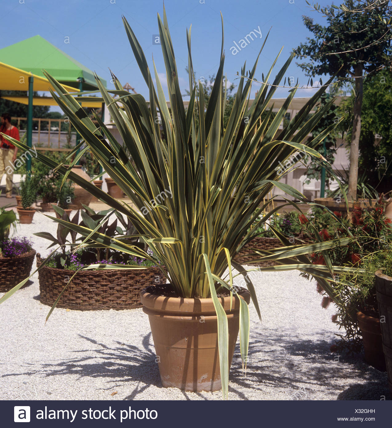 New Zealand Flax Stock Photo Alamy