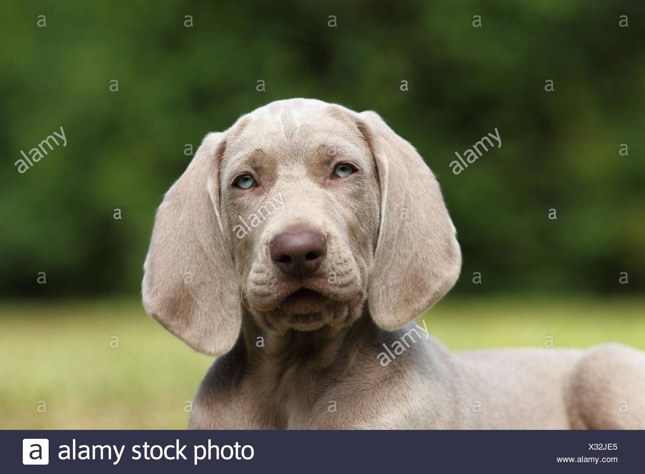 Male Weimaraner Puppy Stock Photos Male Weimaraner Puppy Stock