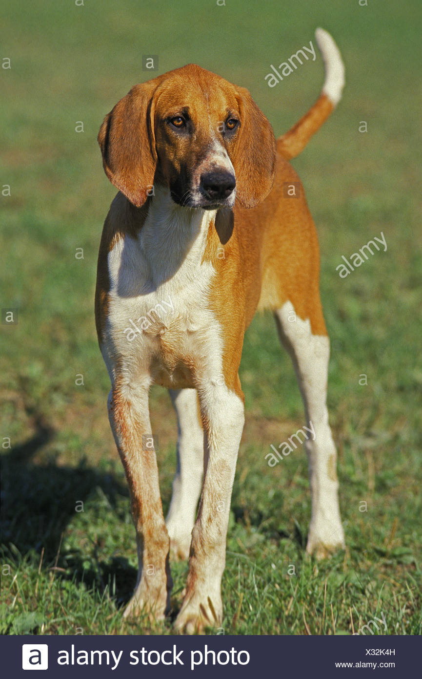 Grand Anglo Francais Blanc Et Orange High Resolution Stock Photography And Images Alamy