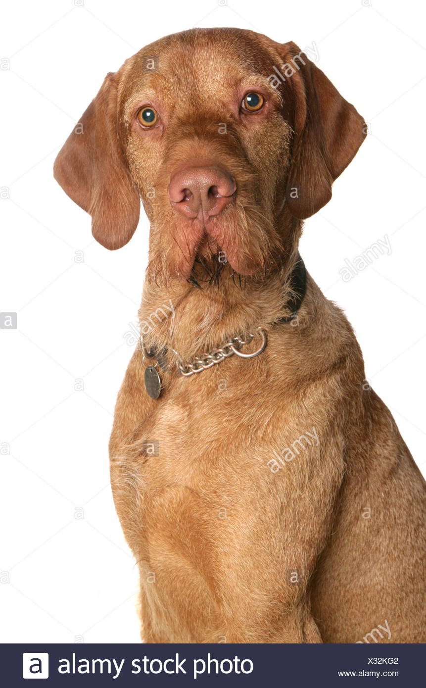 Domestic Dog Wire Haired Hungarian Vizsla Adult Close Up Of