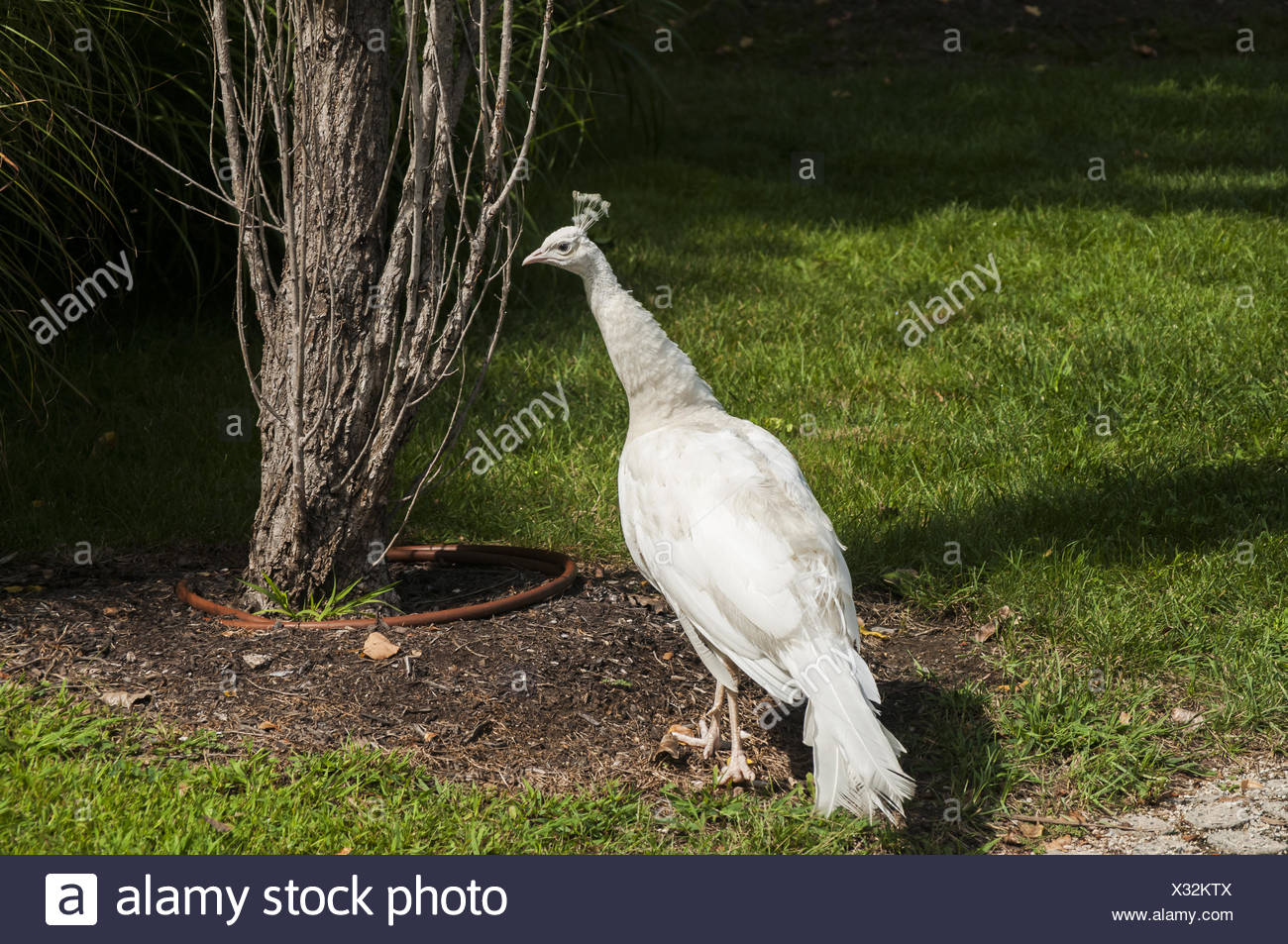 Female White Peacock Stock Photo Alamy