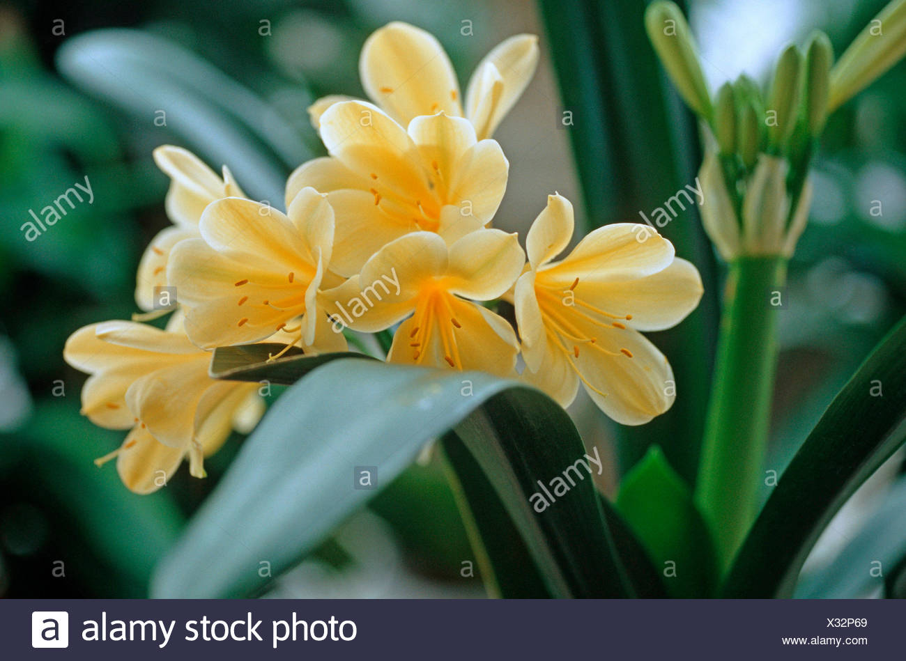 Kaffir Lily High Resolution Stock Photography And Images Alamy