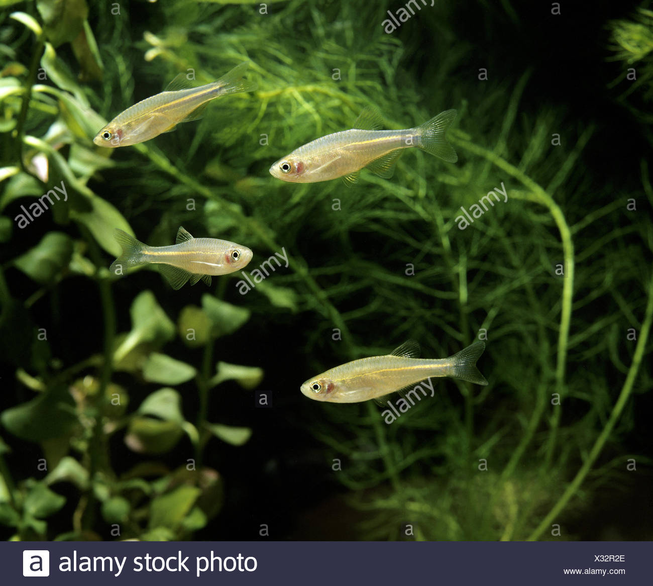 Aquarium With Pearl Danio Stock Photos & Aquarium With Pearl Danio Stock Images Alamy