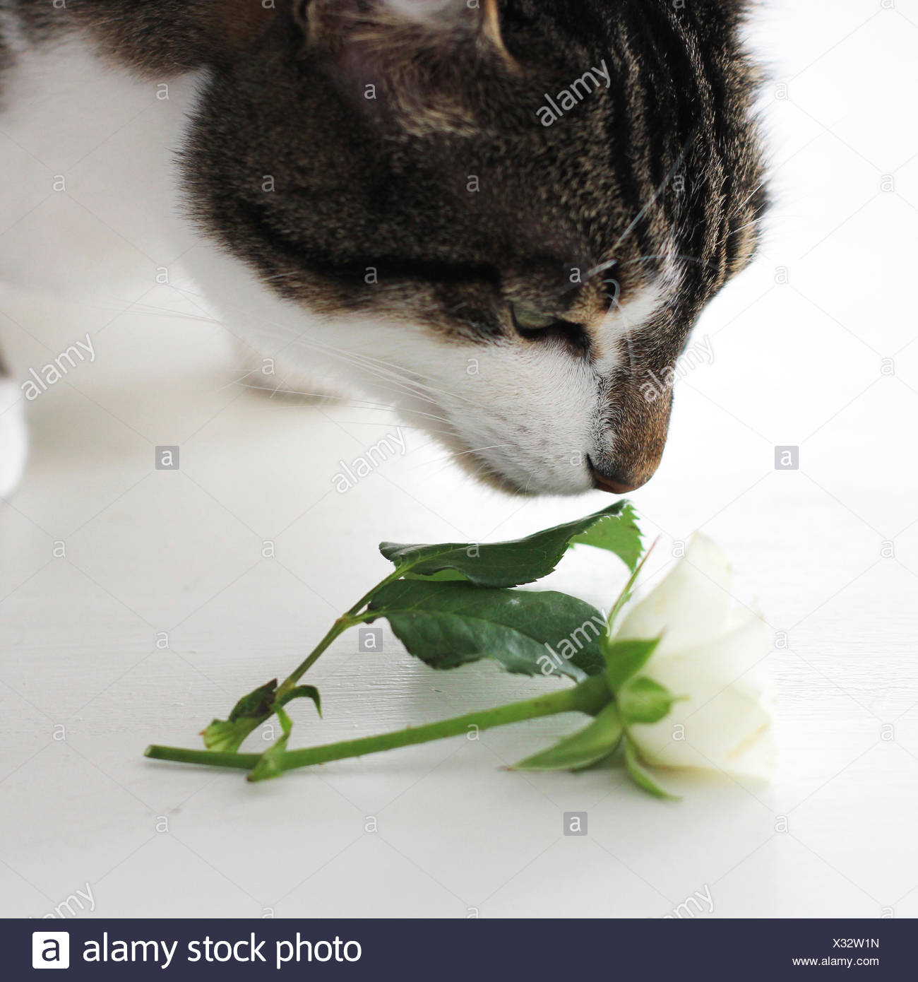 Cat Smelling Flower High Resolution Stock Photography and Images Alamy