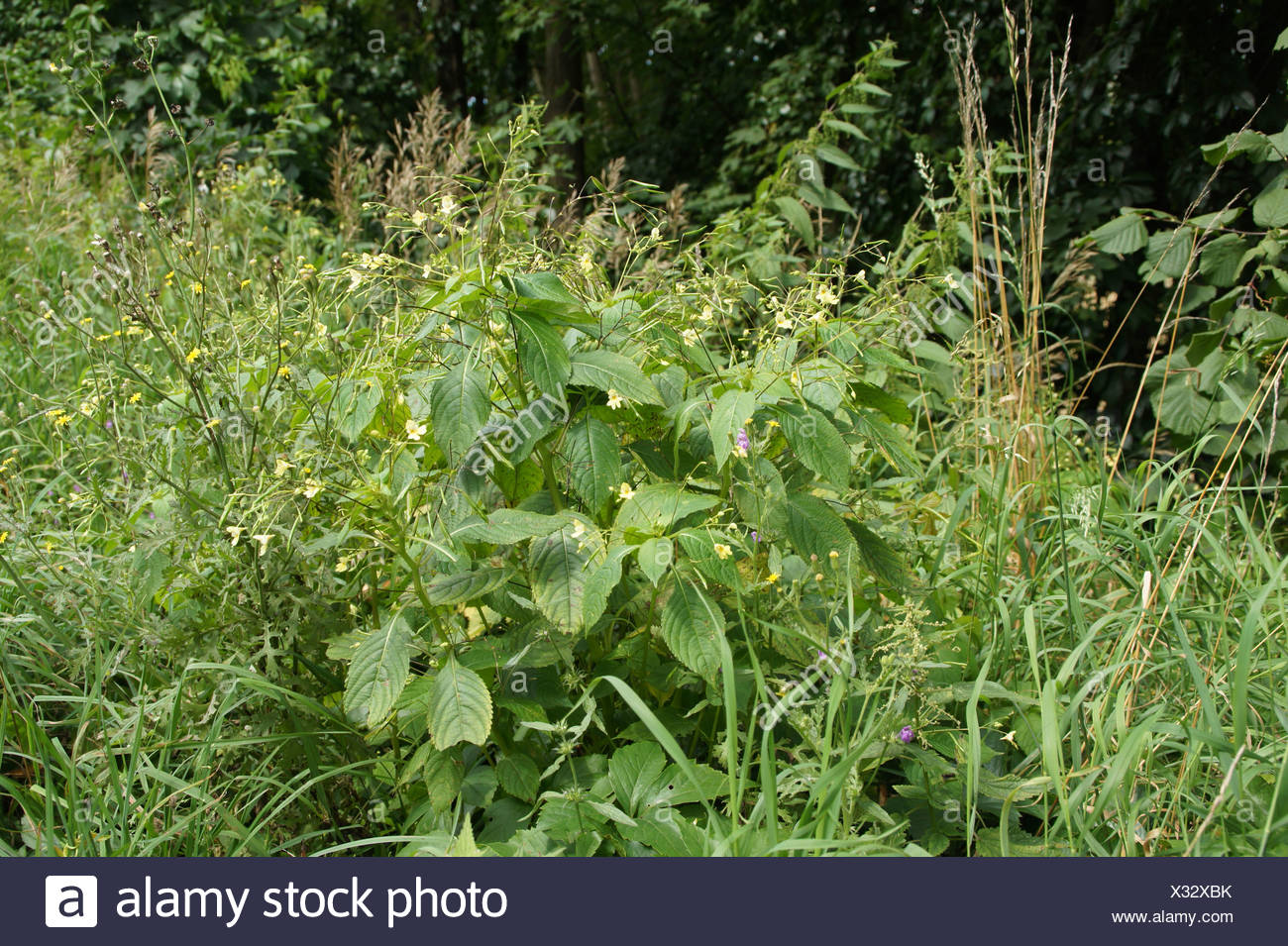 Touch Me Not Balsam Stock Photo