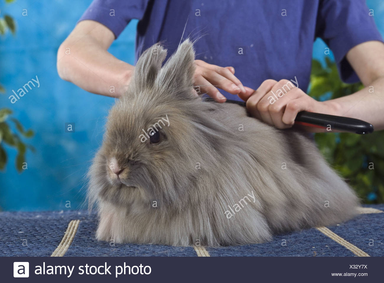Domestic Rabbit Oryctolagus Cuniculus F Domestica Girl Combing