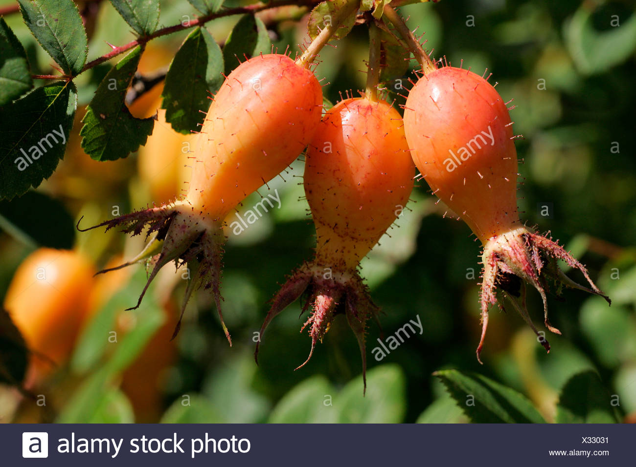 French Rose High Resolution Stock Photography And Images Alamy