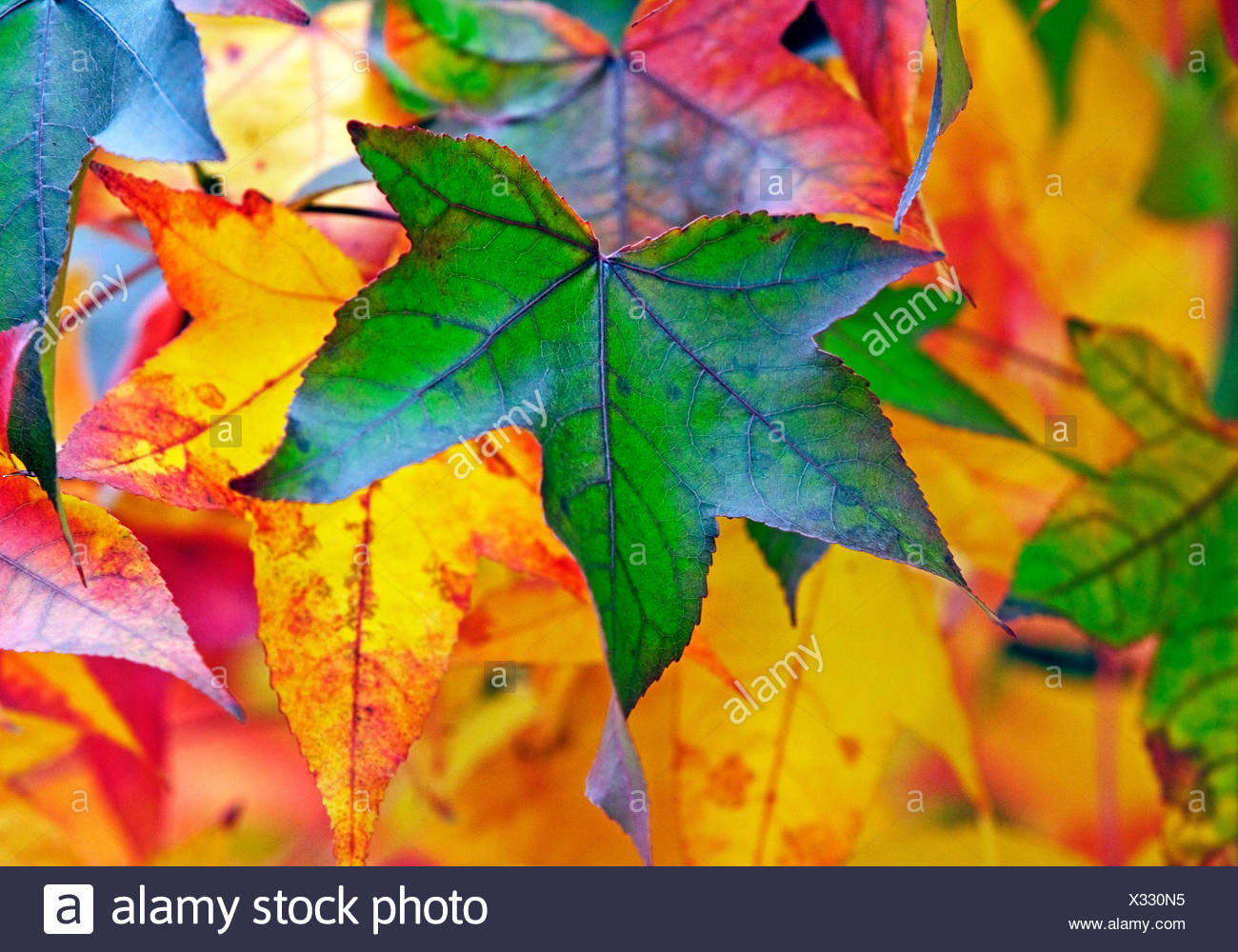 Amberbaum Stock Photos & Amberbaum Stock Images Alamy