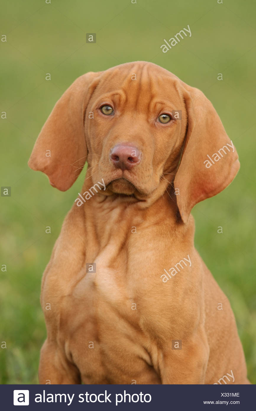 Shorthaired Magyar Vizsla Puppy Stock Photo 277277070 Alamy