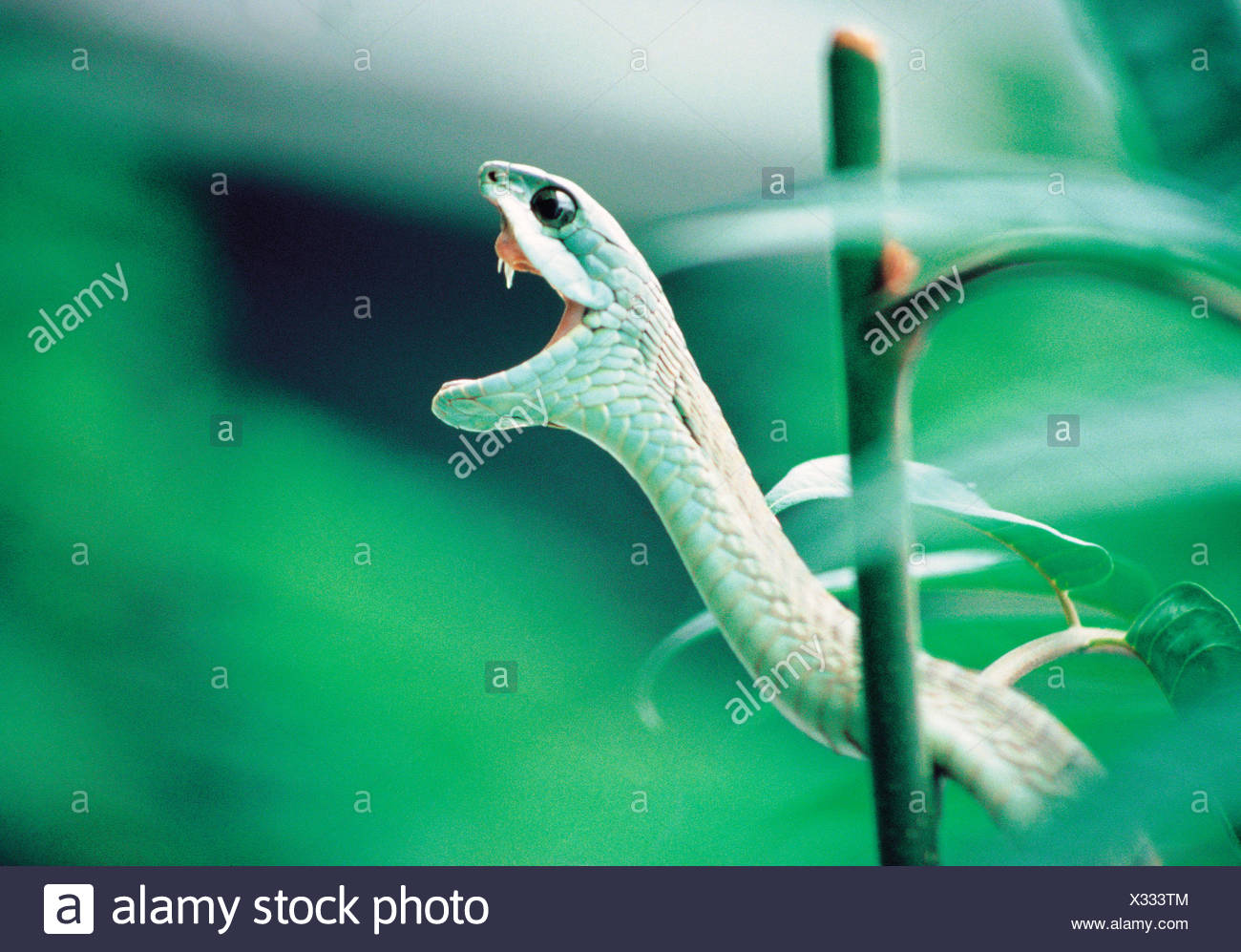 Tree Snake Teeth Snake Open Mouth Teeth High Resolution Stock Photography and Images - Alamy