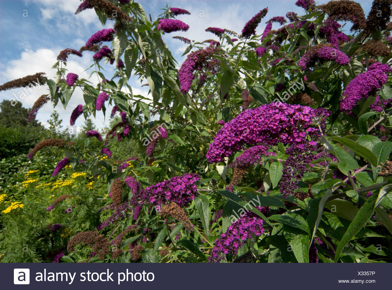 Buddleia Flowering Bush Buddleia Davidii Uk Stock Photo Alamy