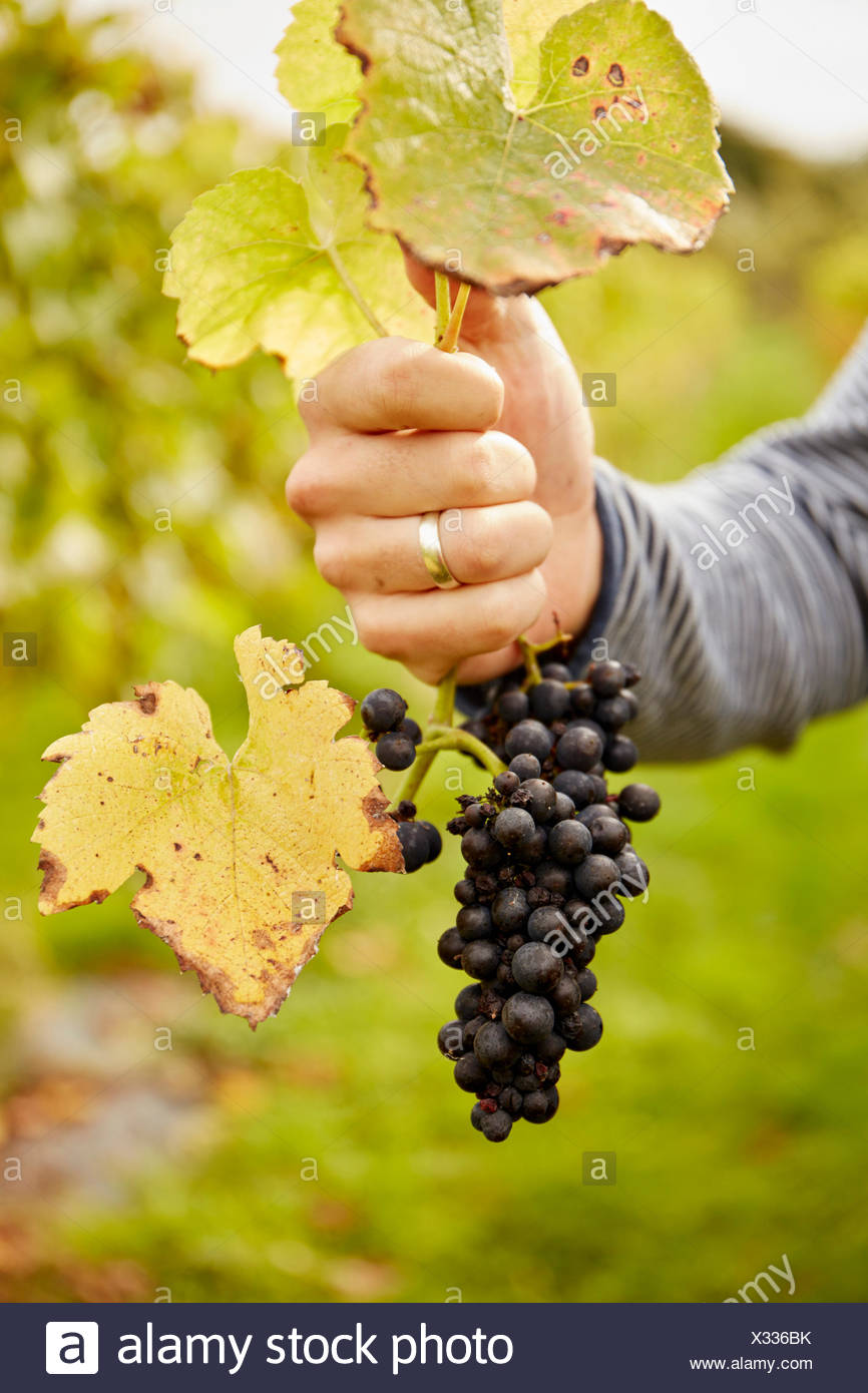 A person's hand holding the stem of a vine above a bunch of black grapes Stock Photo - Alamy