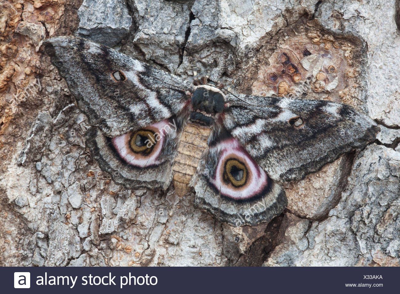 Saturniidae Stock Photos & Saturniidae Stock Images - Alamy