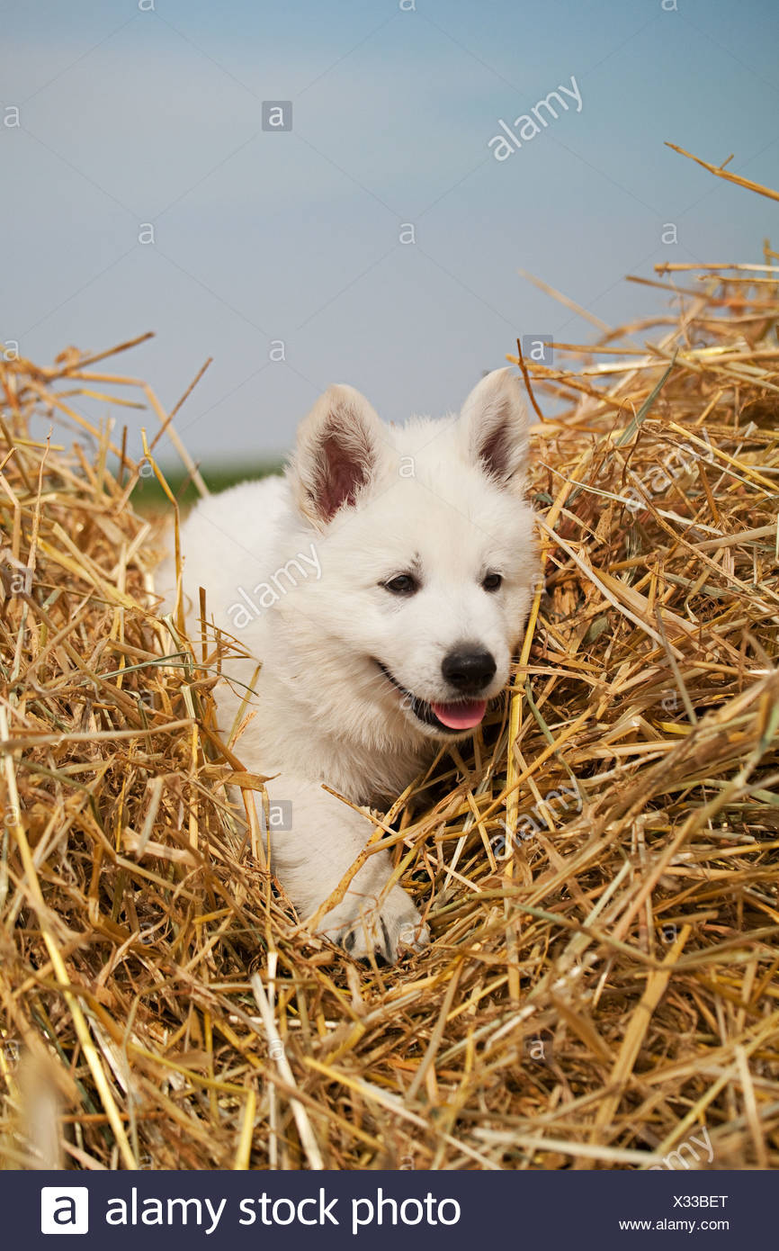 american sheepdogs